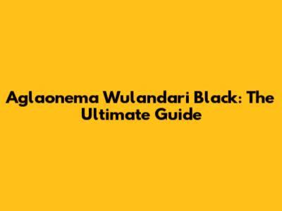 Aglaonema Wulandari Black: The Ultimate Guide