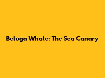 Beluga Whale: The Sea Canary