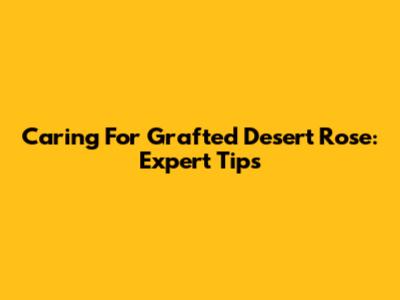 Caring For Grafted Desert Rose: Expert Tips
