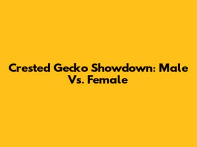Crested Gecko Showdown: Male Vs. Female