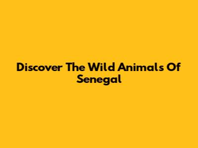 Discover The Wild Animals Of Senegal