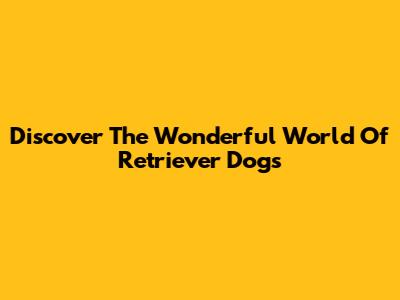 Discover The Wonderful World Of Retriever Dogs
