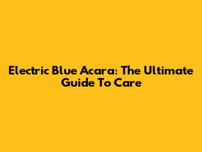 Electric Blue Acara: The Ultimate Guide To Care