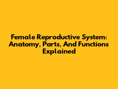 Female Reproductive System: Anatomy, Parts, And Functions Explained