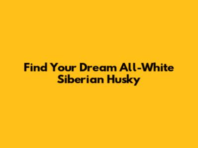 Find Your Dream All-White Siberian Husky