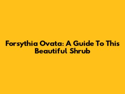 Forsythia Ovata: A Guide To This Beautiful Shrub