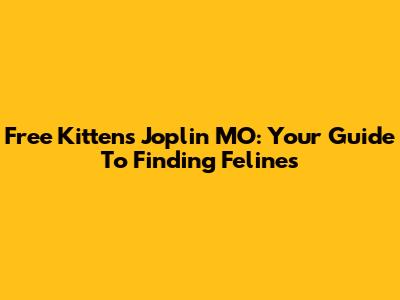 Free Kittens Joplin MO: Your Guide To Finding Felines