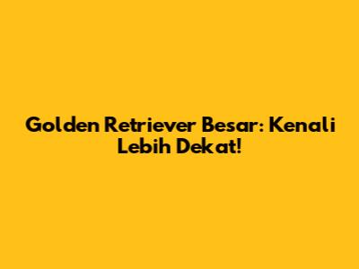 Golden Retriever Besar: Kenali Lebih Dekat!