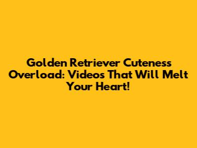 Golden Retriever Cuteness Overload: Videos That Will Melt Your Heart!