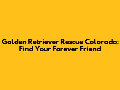 Golden Retriever Rescue Colorado: Find Your Forever Friend