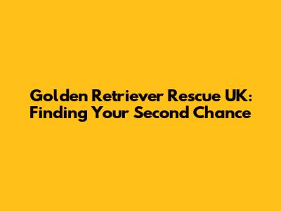 Golden Retriever Rescue UK: Finding Your Second Chance