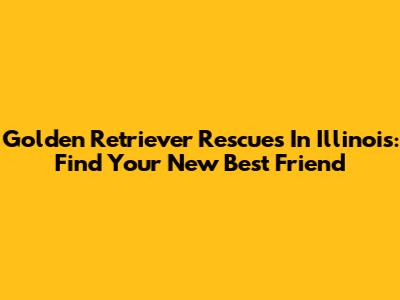 Golden Retriever Rescues In Illinois: Find Your New Best Friend