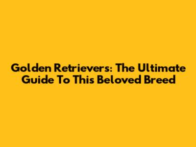 Golden Retrievers: The Ultimate Guide To This Beloved Breed