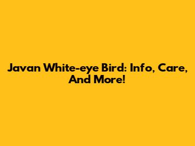 Javan White-eye Bird: Info, Care, And More!