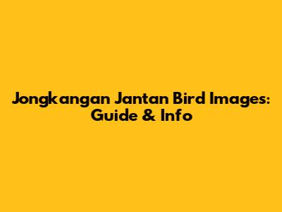Jongkangan Jantan Bird Images: Guide & Info