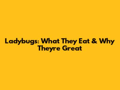 Ladybugs: What They Eat & Why They're Great