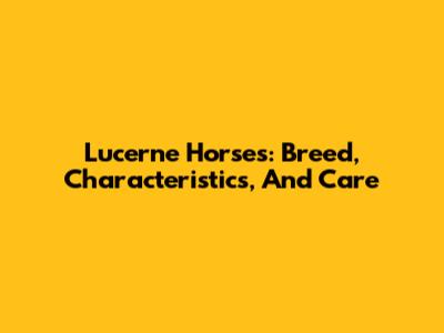 Lucerne Horses: Breed, Characteristics, And Care
