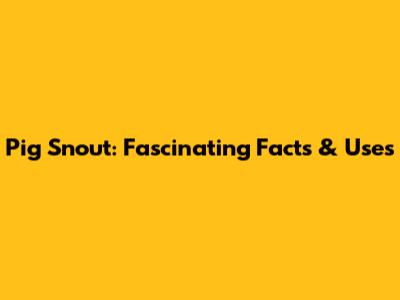 Pig Snout: Fascinating Facts & Uses
