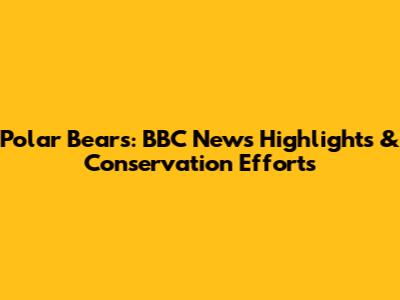 Polar Bears: BBC News Highlights & Conservation Efforts