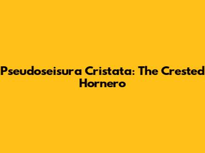 Pseudoseisura Cristata: The Crested Hornero