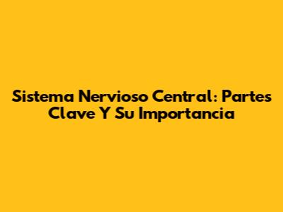 Sistema Nervioso Central: Partes Clave Y Su Importancia