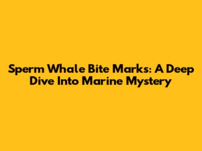 Sperm Whale Bite Marks: A Deep Dive Into Marine Mystery