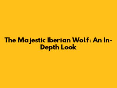 The Majestic Iberian Wolf: An In-Depth Look