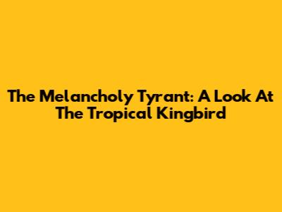 The Melancholy Tyrant: A Look At The Tropical Kingbird