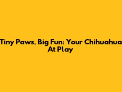 Tiny Paws, Big Fun: Your Chihuahua At Play