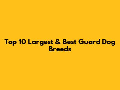 Top 10 Largest & Best Guard Dog Breeds