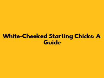 White-Cheeked Starling Chicks: A Guide
